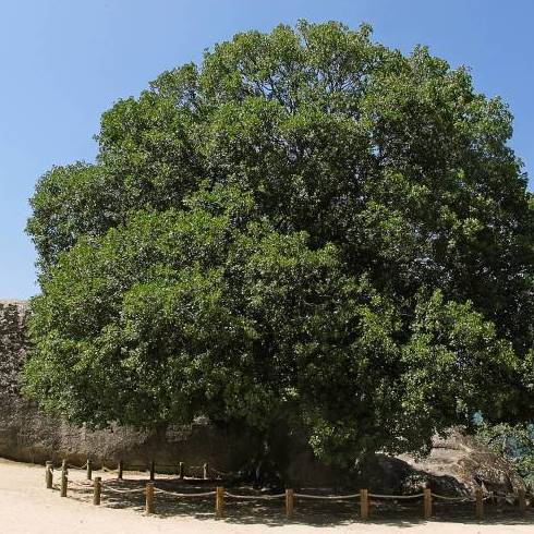 ARCE DE MONTPELLIER Ref. 82 ( ÁRBOL ) ARCE DE MONTPELLIER Ref. 82 ( ÁRBOL )