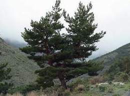 Pinar de Pinus sylvestris nvadensis Ref.. 43 Pinar de Pinus sylvestris nvadensis Ref.. 43