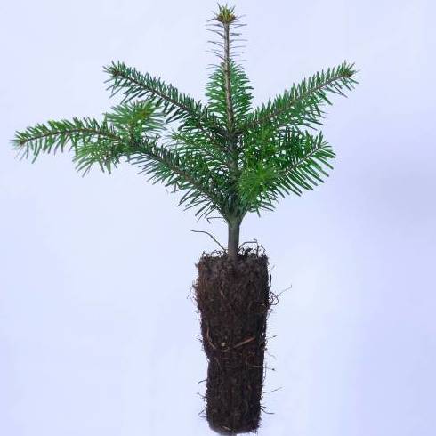 ABETO DE NORDMANN, Ref. 63 ÁRBOL ABETO DE NORDMANN, Ref. 63 ÁRBOL