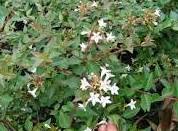 Abelia Grandiflora, Ref. 2 Arbusto Abelia Grandiflora, Ref. 2 Arbusto