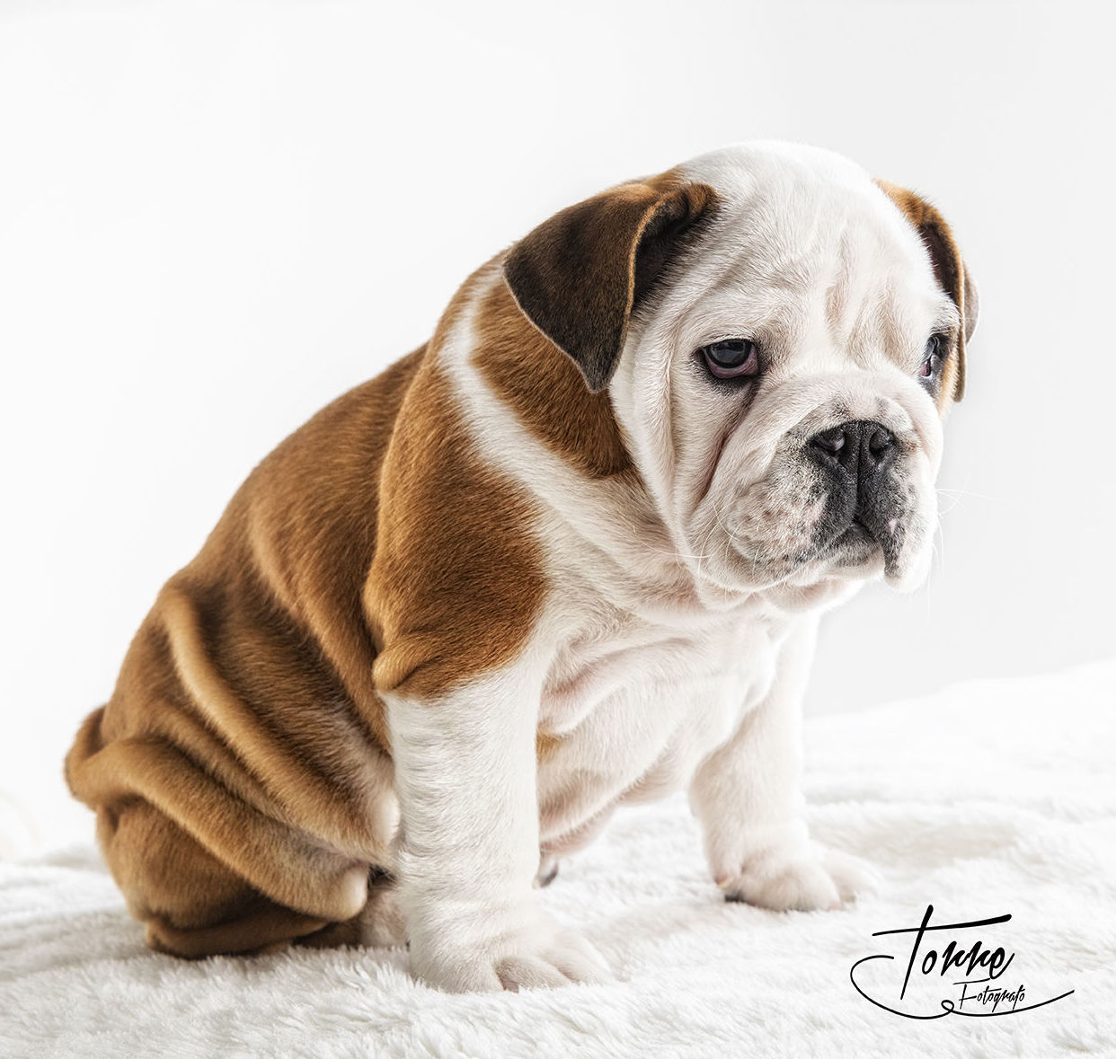 Mascotas: Servicios de Torre Fotógrafo Mascotas: Servicios de Torre Fotógrafo