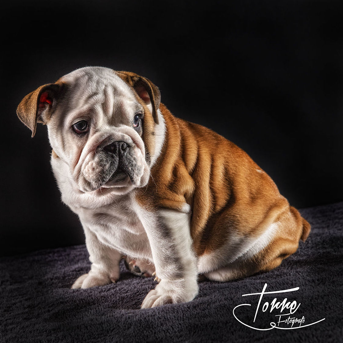 Mascotas: Servicios de Torre Fotógrafo Mascotas: Servicios de Torre Fotógrafo