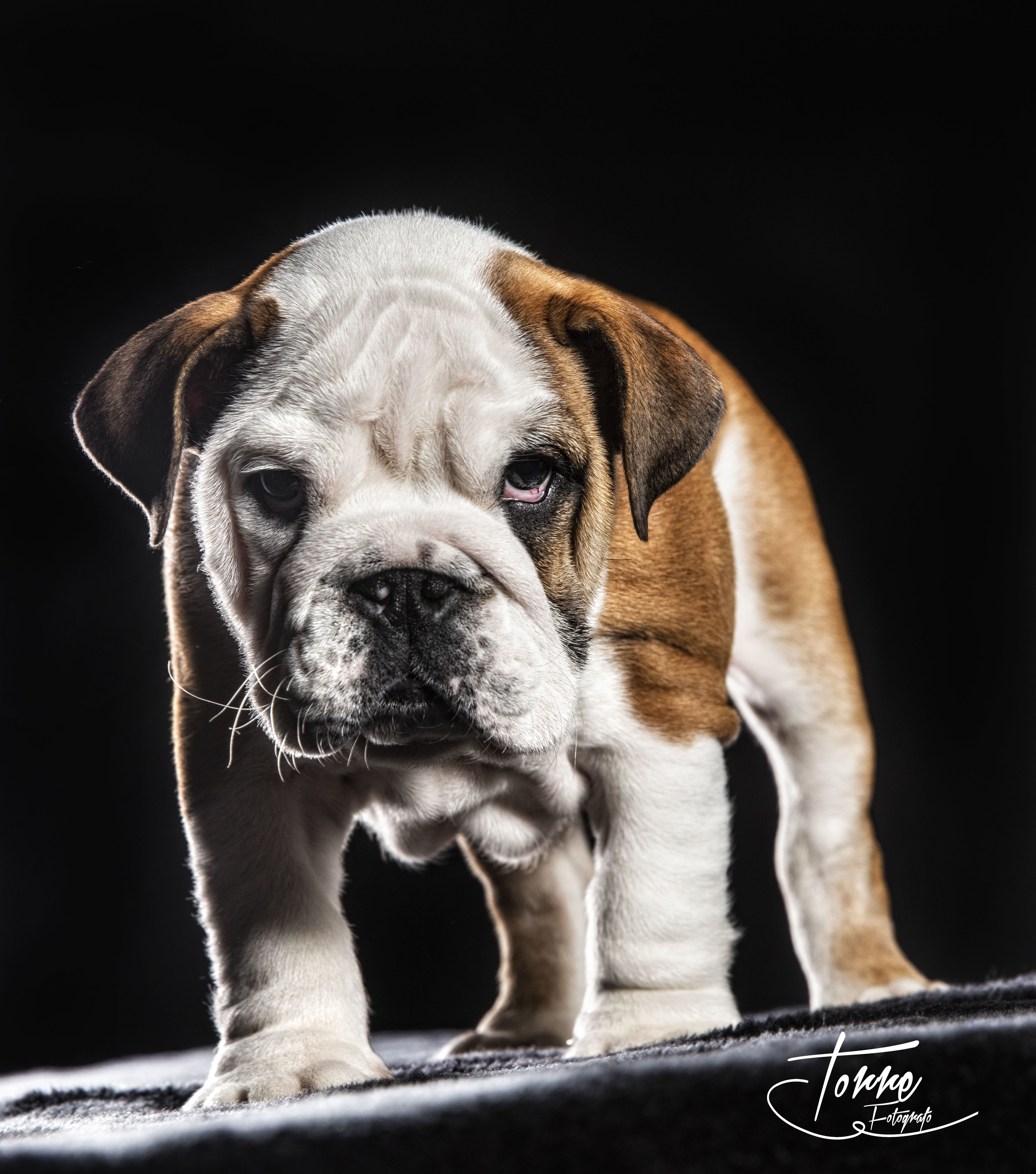 Mascotas: Servicios de Torre Fotógrafo Mascotas: Servicios de Torre Fotógrafo