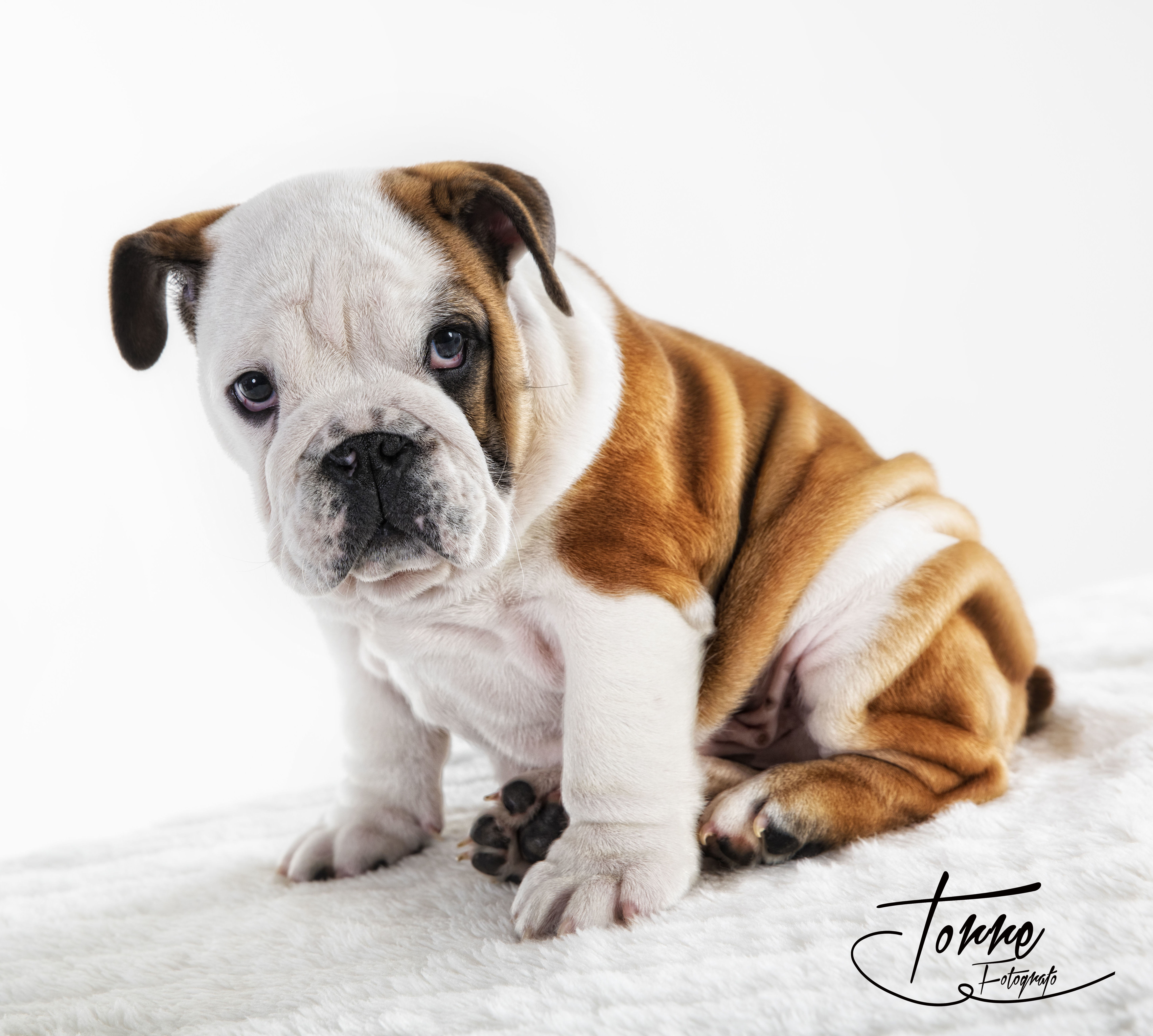 Mascotas: Servicios de Torre Fotógrafo Mascotas: Servicios de Torre Fotógrafo