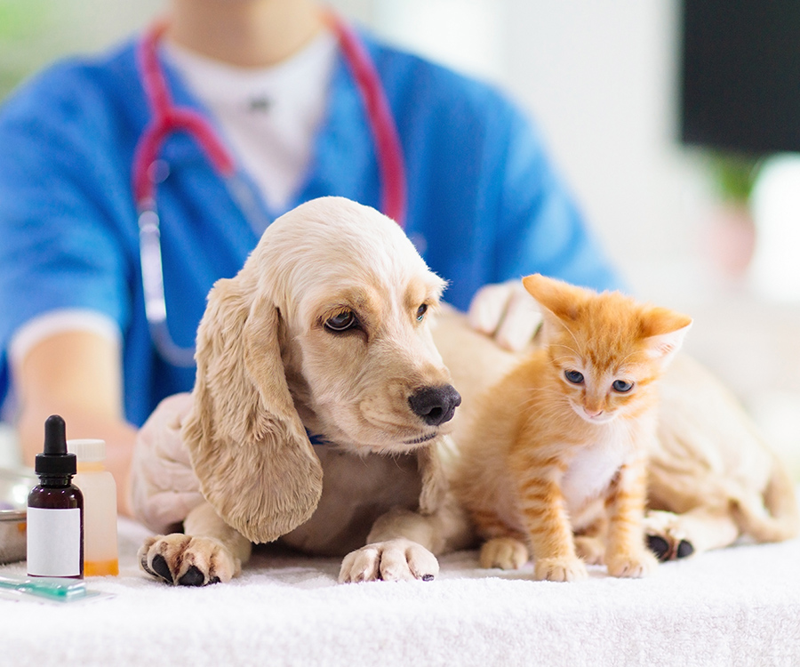 Veterinario.jpg Veterinario.jpg