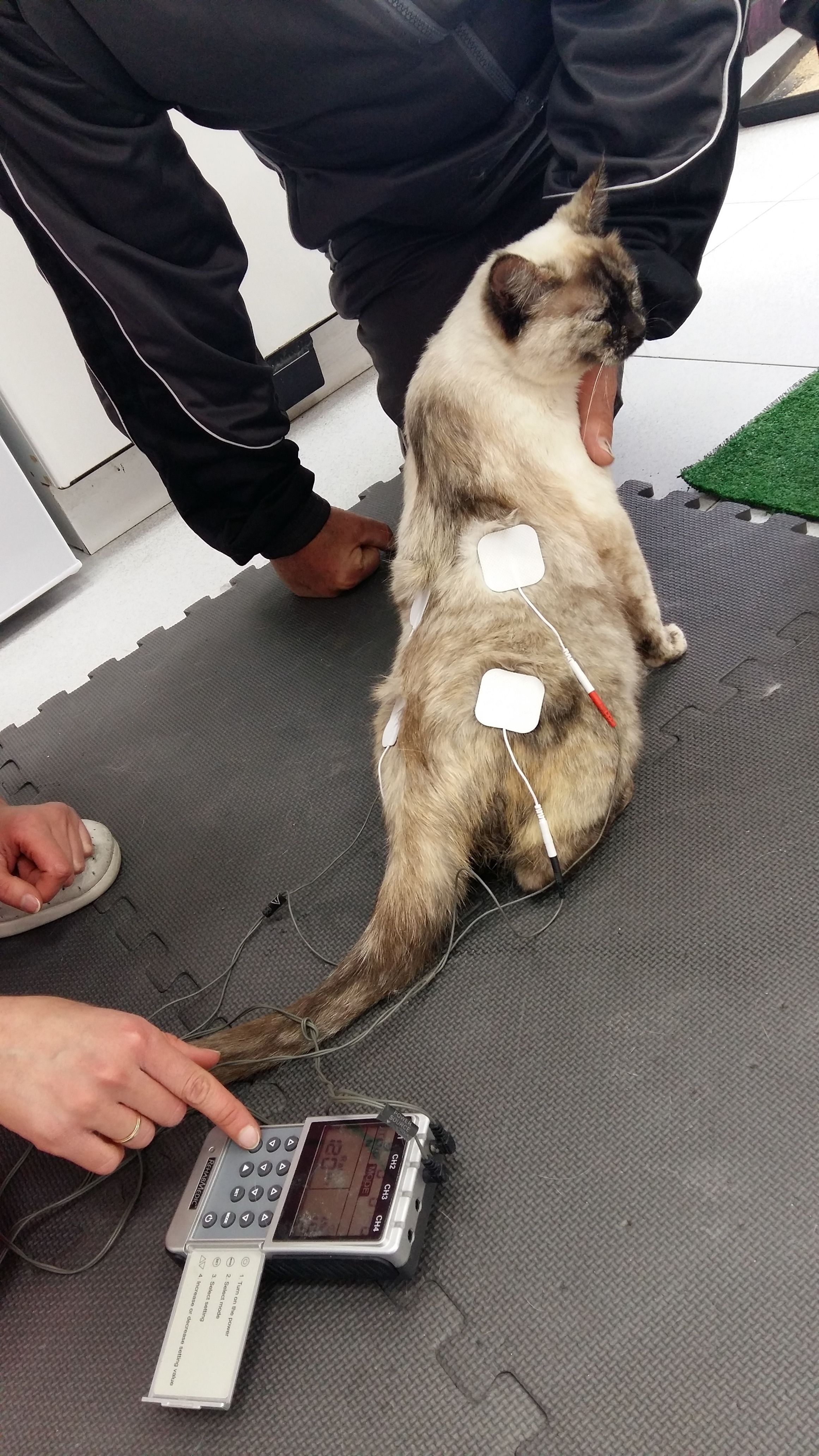 Fisioterapia y rehabilitación canina y felina: Especialidades de Centro Veterinario Veracruz Fisioterapia y rehabilitación canina y felina: Especialidades de Centro Veterinario Veracruz
