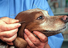 Homeopatía: Especialidades de Centro Veterinario Veracruz Homeopatía: Especialidades de Centro Veterinario Veracruz