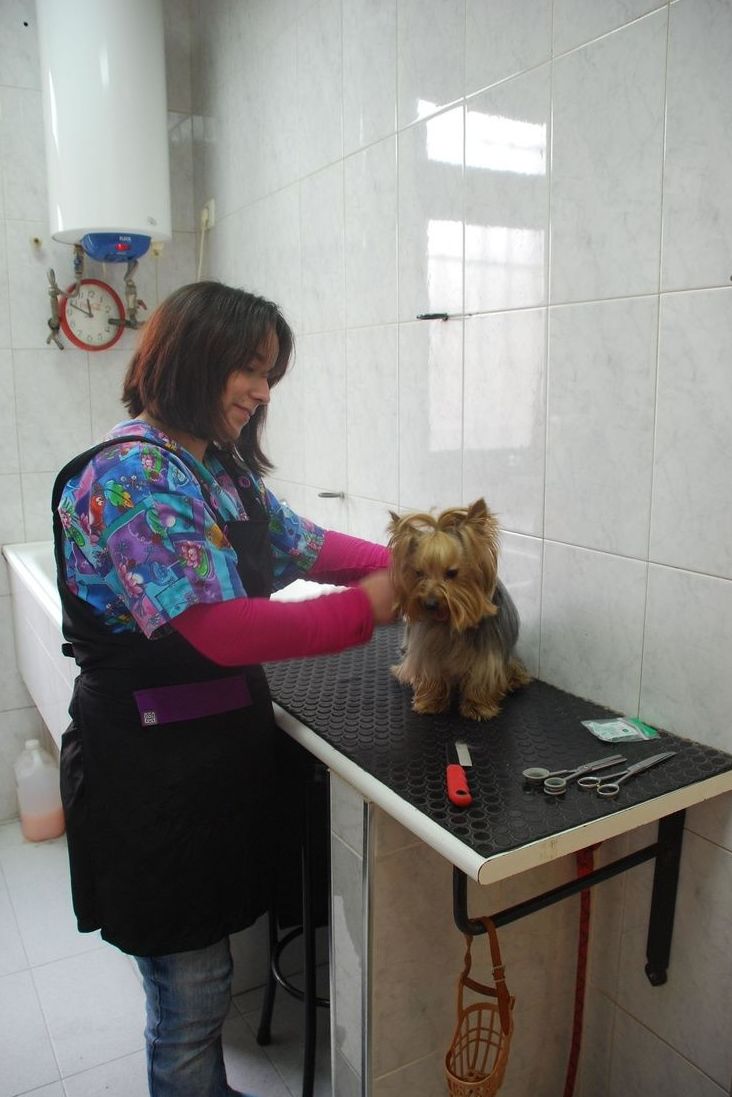 Peluquería: Especialidades de Centro Veterinario Veracruz Peluquería: Especialidades de Centro Veterinario Veracruz
