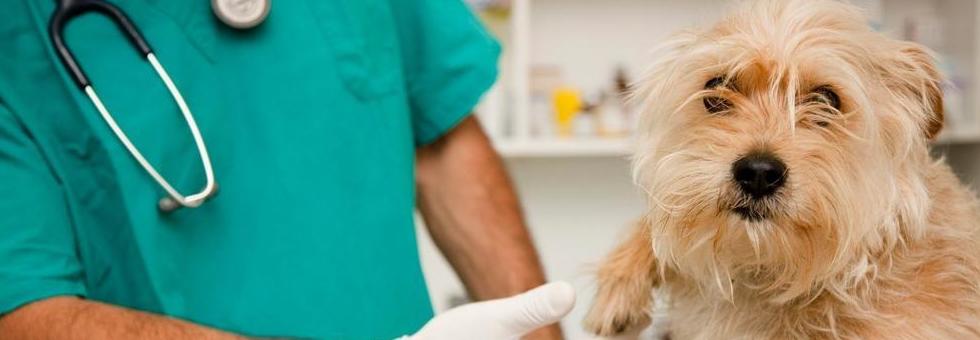 Medicina general: Especialidades de Centro Veterinario Veracruz Medicina general: Especialidades de Centro Veterinario Veracruz