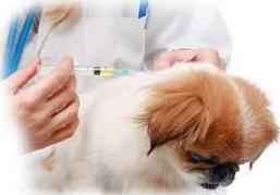 Medicina general veterinairio