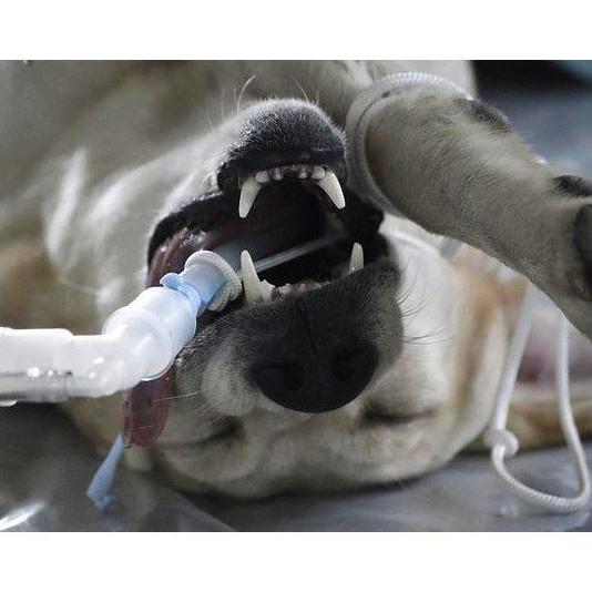 Cirugía: Servicios de Clínica Veterinaria Besaya Cirugía: Servicios de Clínica Veterinaria Besaya
