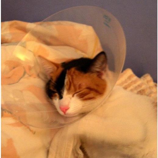 Urgencias 24 horas: Servicios de Clínica Veterinaria Besaya Urgencias 24 horas: Servicios de Clínica Veterinaria Besaya