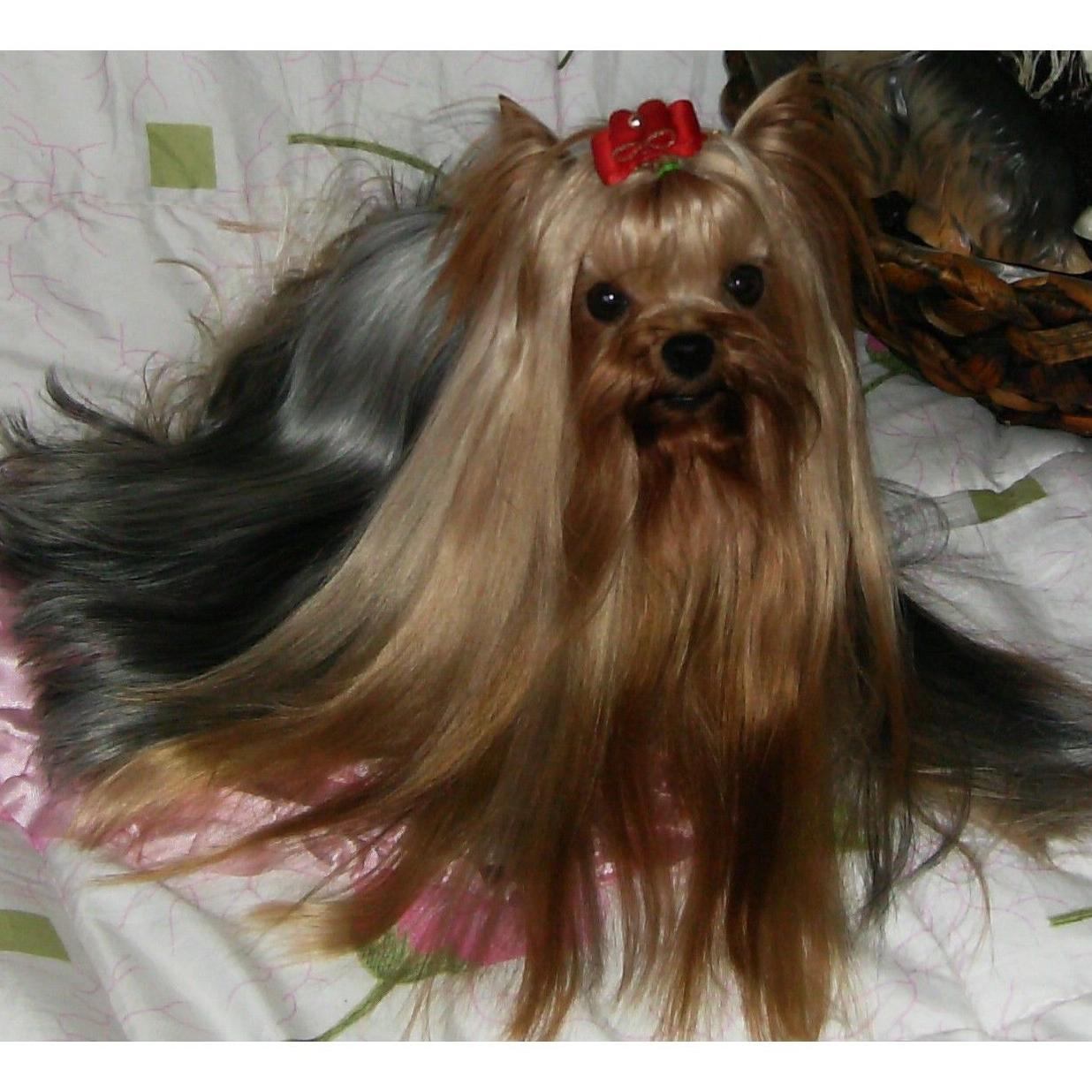 Peluquería canina y felina: Servicios de Clínica Veterinaria Besaya Peluquería canina y felina: Servicios de Clínica Veterinaria Besaya