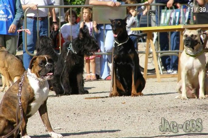 Pre educación de cachorros: Servicios de Jag-Gos Pre educación de cachorros: Servicios de Jag-Gos