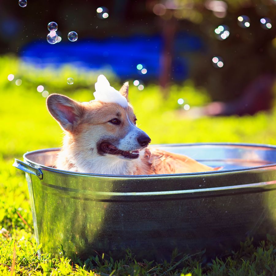 Servicio de baño de mascotas Servicio de baño de mascotas