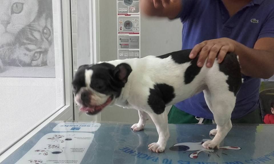 Clínica veterinaria