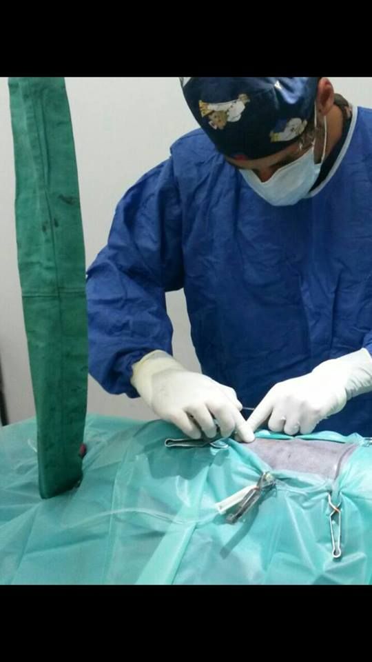 Veterinaria: Servicios de Qué Perro!! Arrecife Veterinaria: Servicios de Qué Perro!! Arrecife