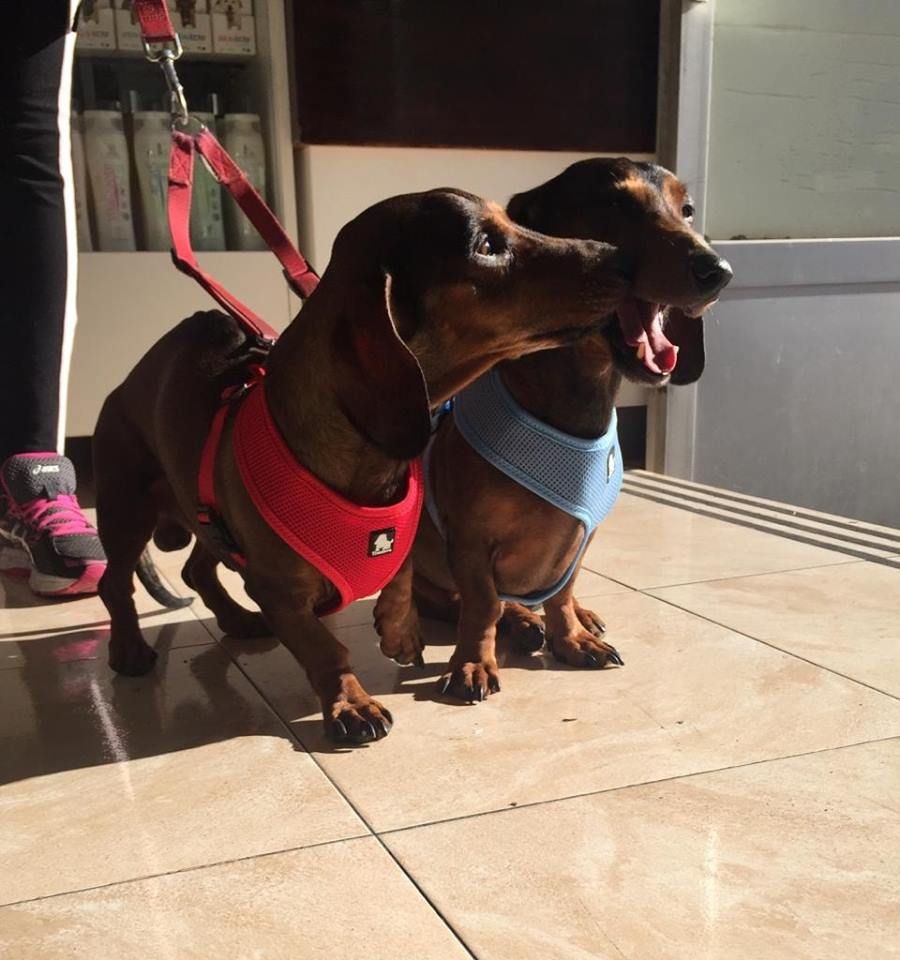 Formación especializada: Servicios de Qué Perro!! Arrecife Formación especializada: Servicios de Qué Perro!! Arrecife