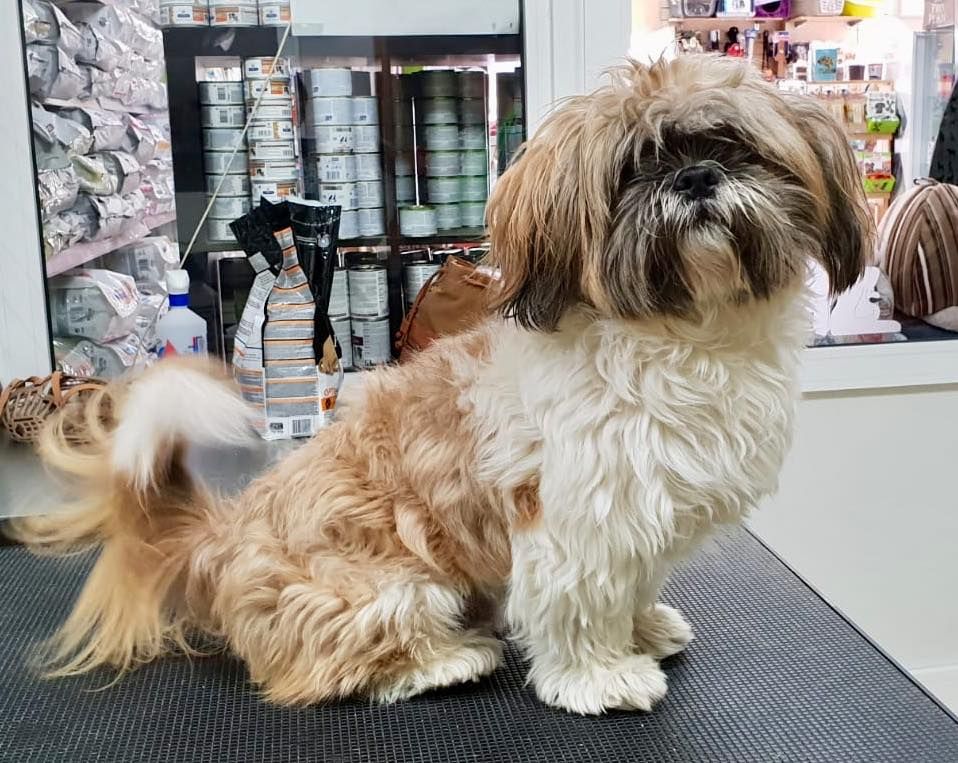Formación especializada: Servicios de Qué Perro!! Arrecife Formación especializada: Servicios de Qué Perro!! Arrecife