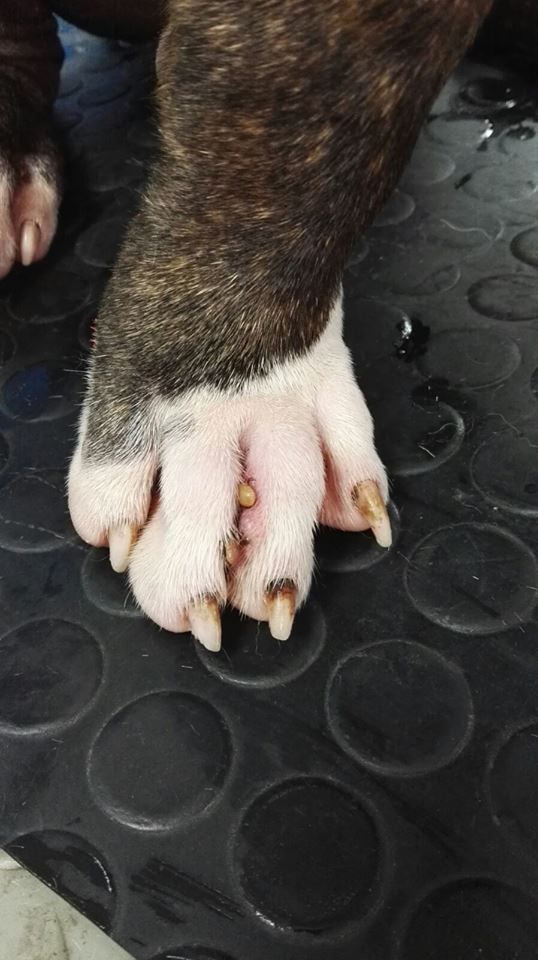 Estética: Servicios de Qué Perro!! Arrecife Estética: Servicios de Qué Perro!! Arrecife