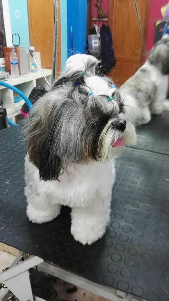 Estética: Servicios de Qué Perro!! Arrecife Estética: Servicios de Qué Perro!! Arrecife