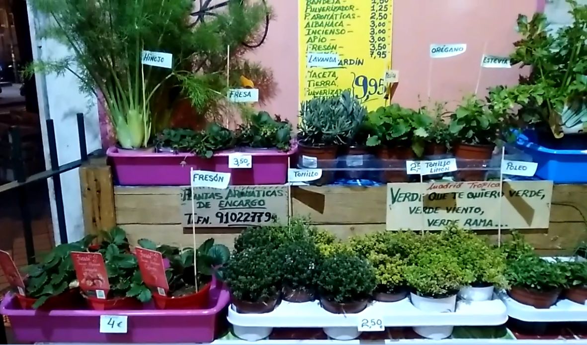 Plantas aromáticas y semilleros: Servicios de Madrid Tropical Frutas Selectas Plantas aromáticas y semilleros: Servicios de Madrid Tropical Frutas Selectas