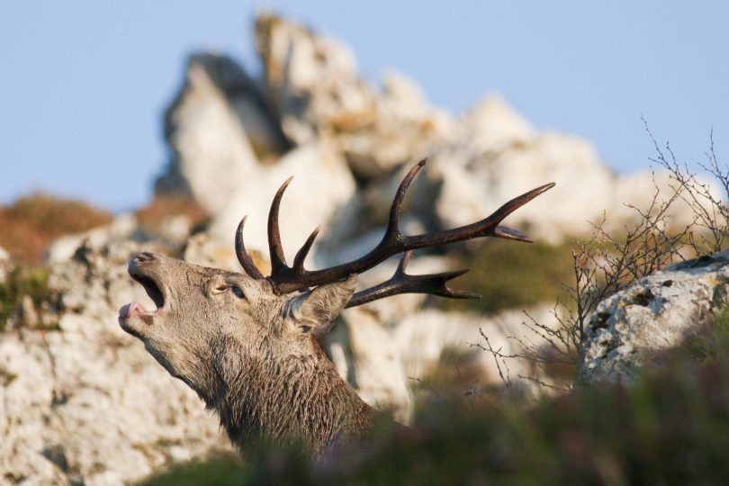 La berrea del ciervo: Actividades de El Trasgu La Fronda La berrea del ciervo: Actividades de El Trasgu La Fronda