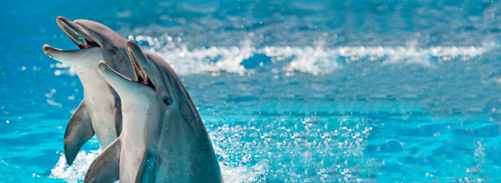 Ballenas y Delfines (2 horas): Excursiones de Turmares Tarifa Ballenas y Delfines (2 horas): Excursiones de Turmares Tarifa
