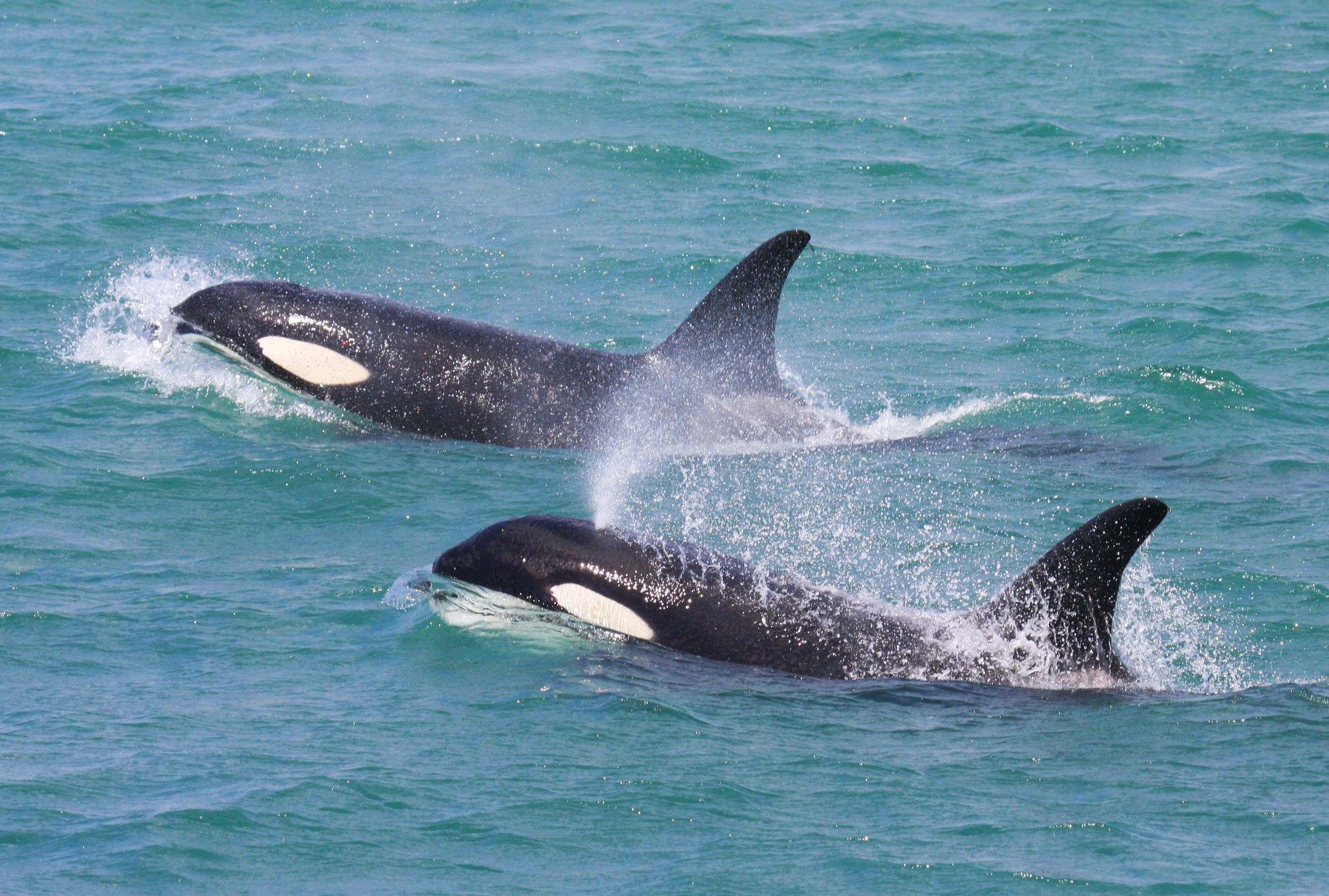 Avistamiento de Orcas en Tarifa