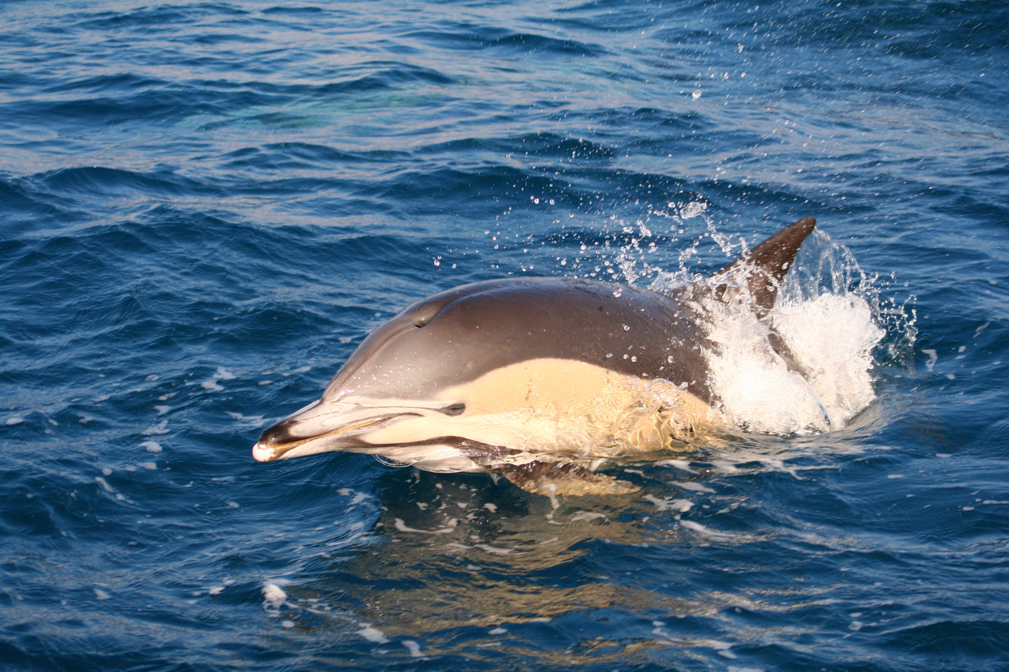 Avistameinto de Delfín común en Tarifa
