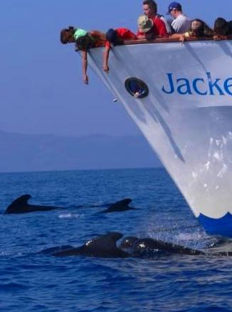 Avistamiento de delfines calderones comunes en Tarifa