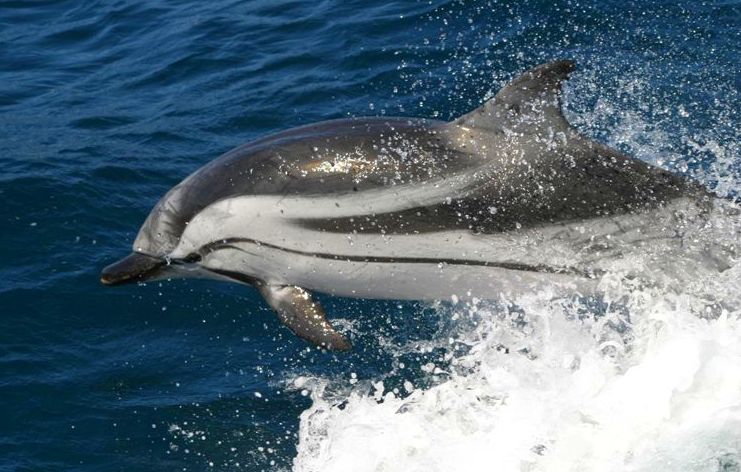 Avistamiento de Delfín listado en Tarifa