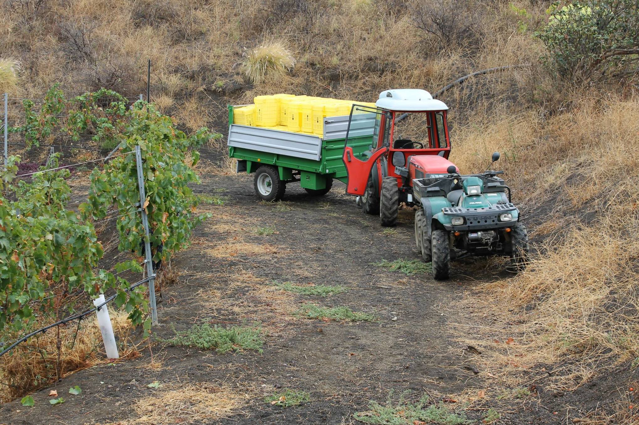 La vendimia en nuestra finca