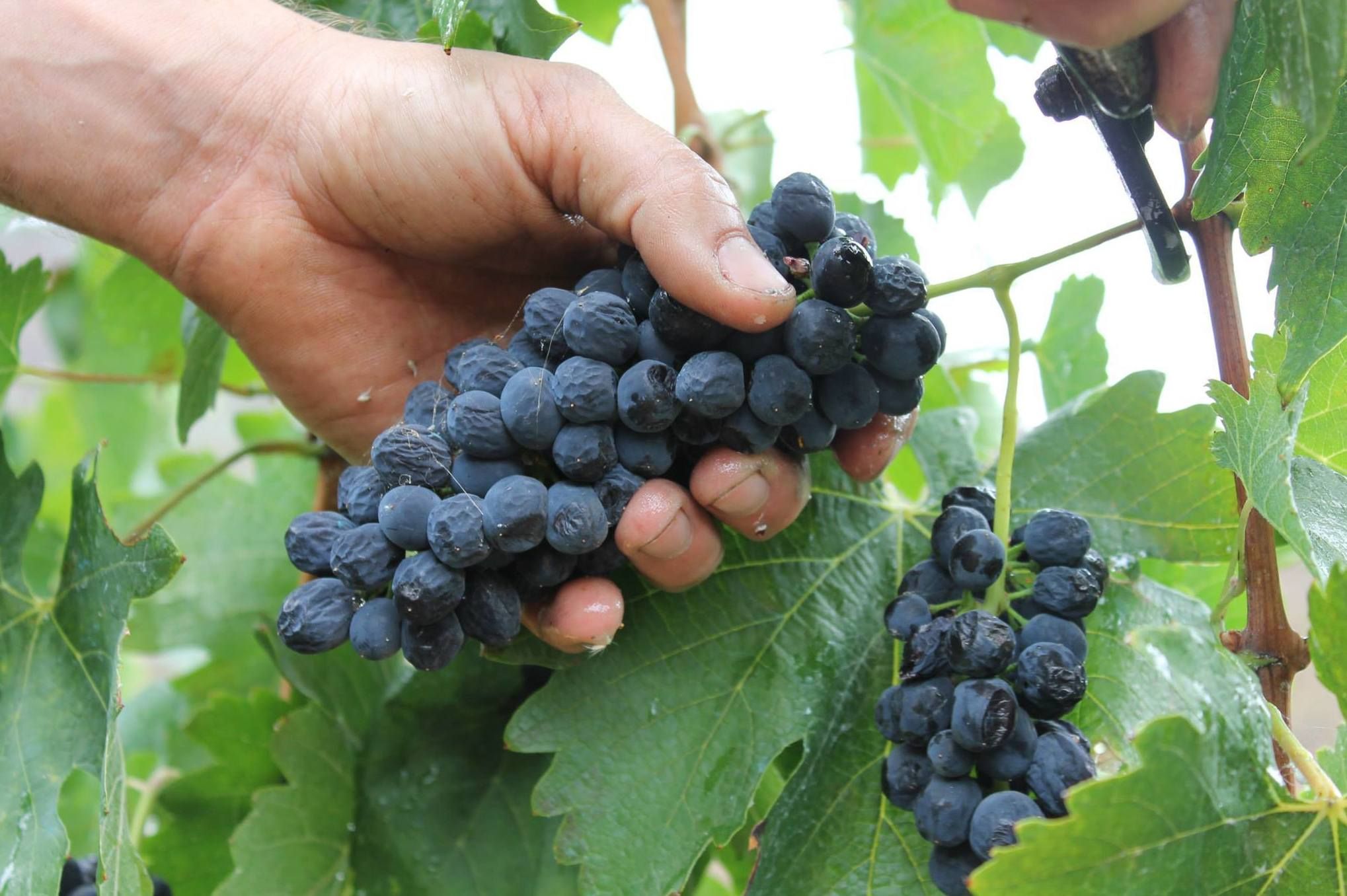 Las mejores uvas para un vino elegante