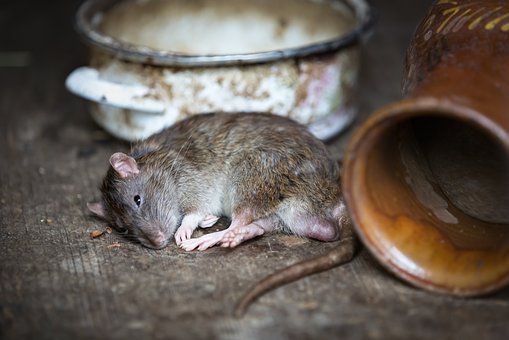 Actuación rápida contra las plagas de ratas