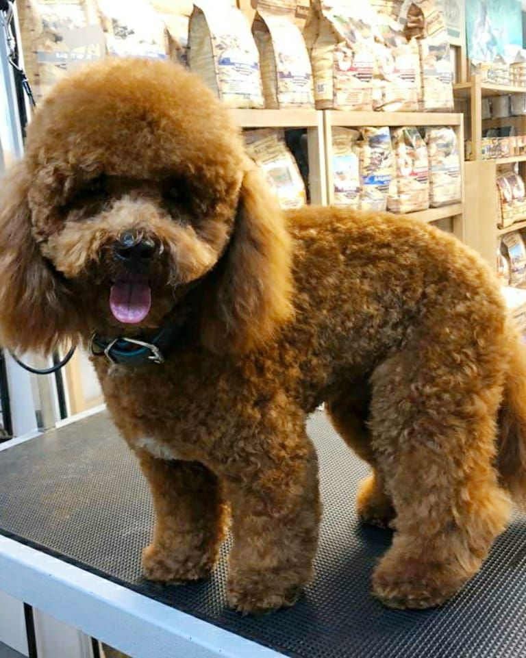 Peluquería canina: Servicios Veterinarios de Kan's&co Clínica Veterinària Peluquería canina: Servicios Veterinarios de Kan's&co Clínica Veterinària