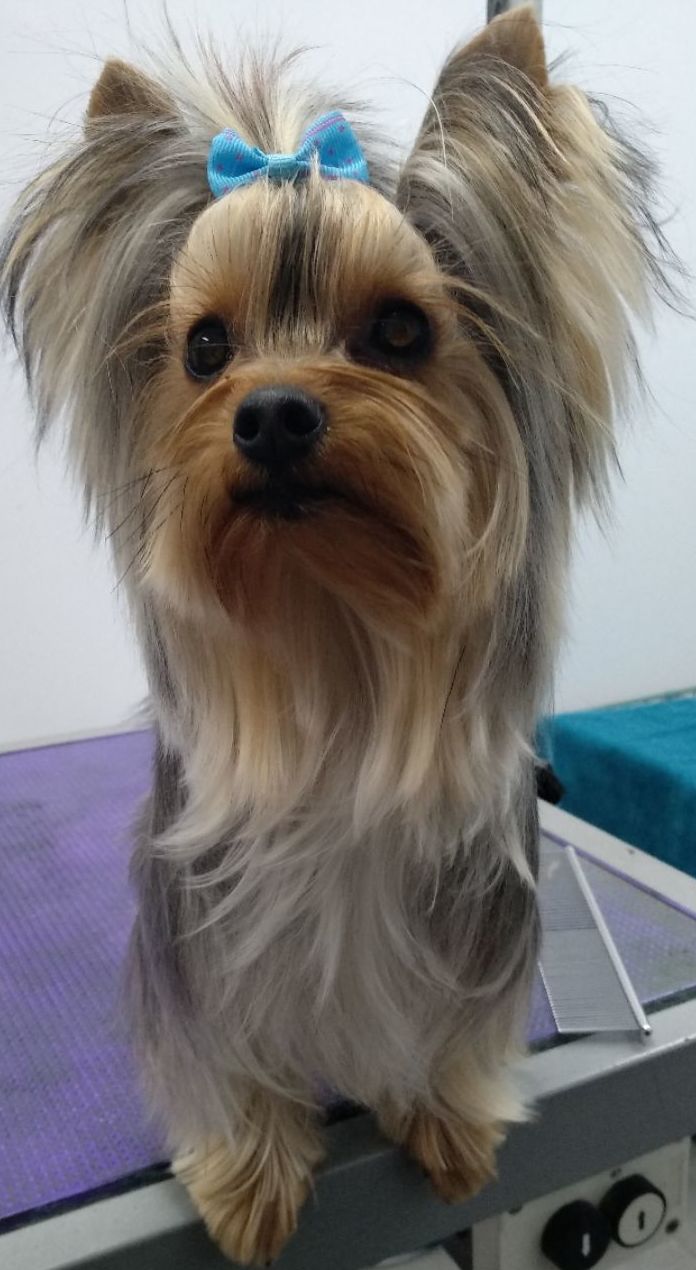 Estilismo y peluquería canina: Productos y servicios de Happy Mascotas Aguadulce Estilismo y peluquería canina: Productos y servicios de Happy Mascotas Aguadulce