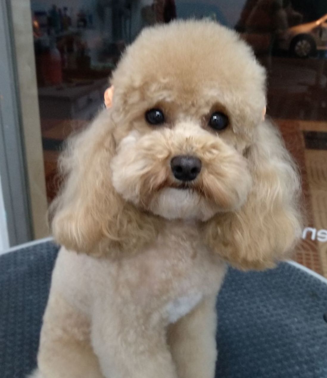 Estilismo y peluquería canina: Productos y servicios de Happy Mascotas Aguadulce Estilismo y peluquería canina: Productos y servicios de Happy Mascotas Aguadulce