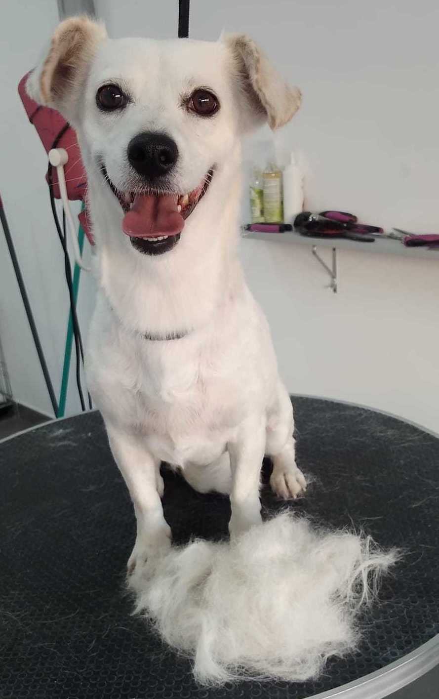 Técnicas y servicios: Productos y servicios de Happy Mascotas Aguadulce Técnicas y servicios: Productos y servicios de Happy Mascotas Aguadulce