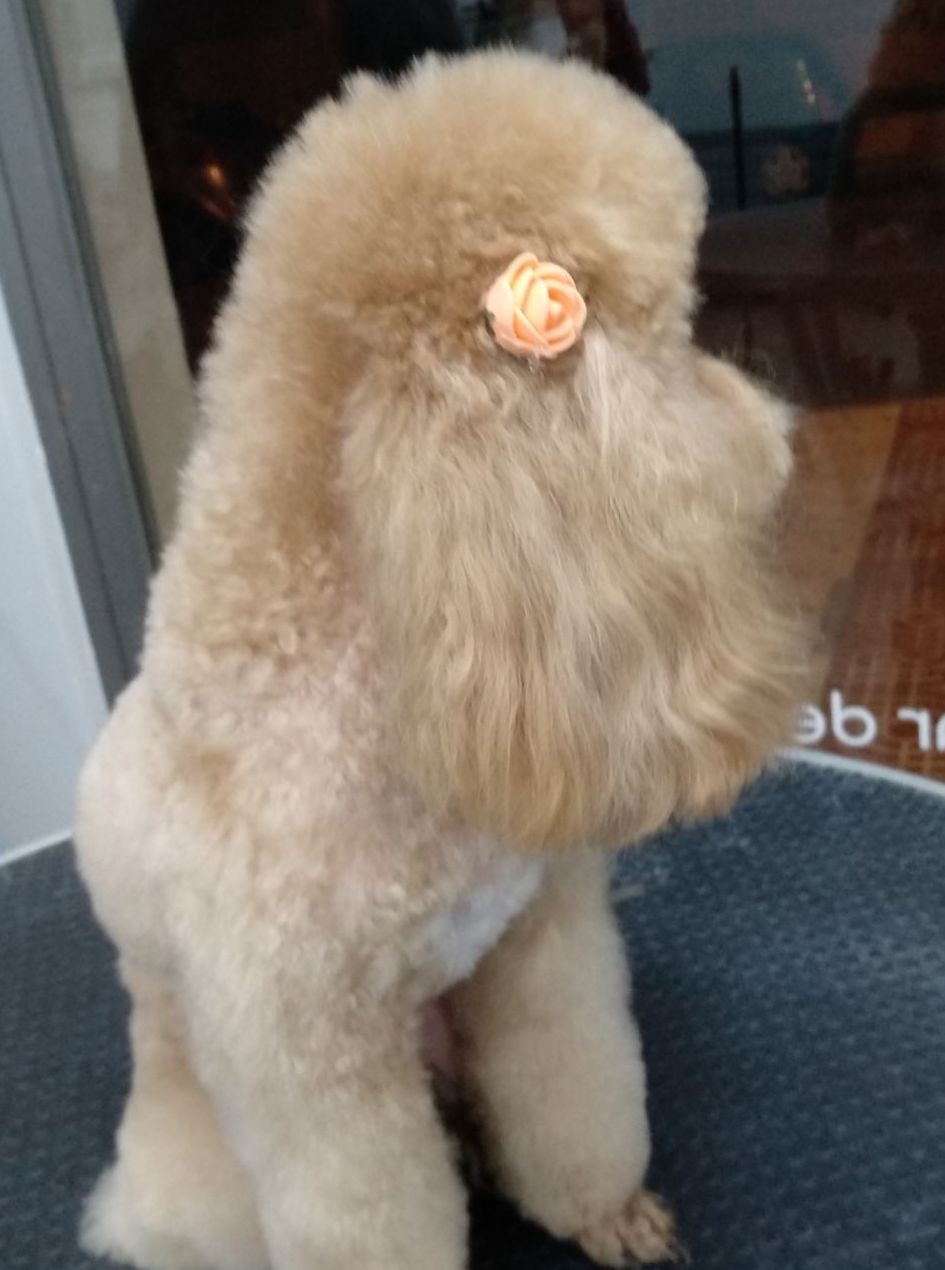 Estilismo y peluquería canina: Productos y servicios de Happy Mascotas Aguadulce Estilismo y peluquería canina: Productos y servicios de Happy Mascotas Aguadulce