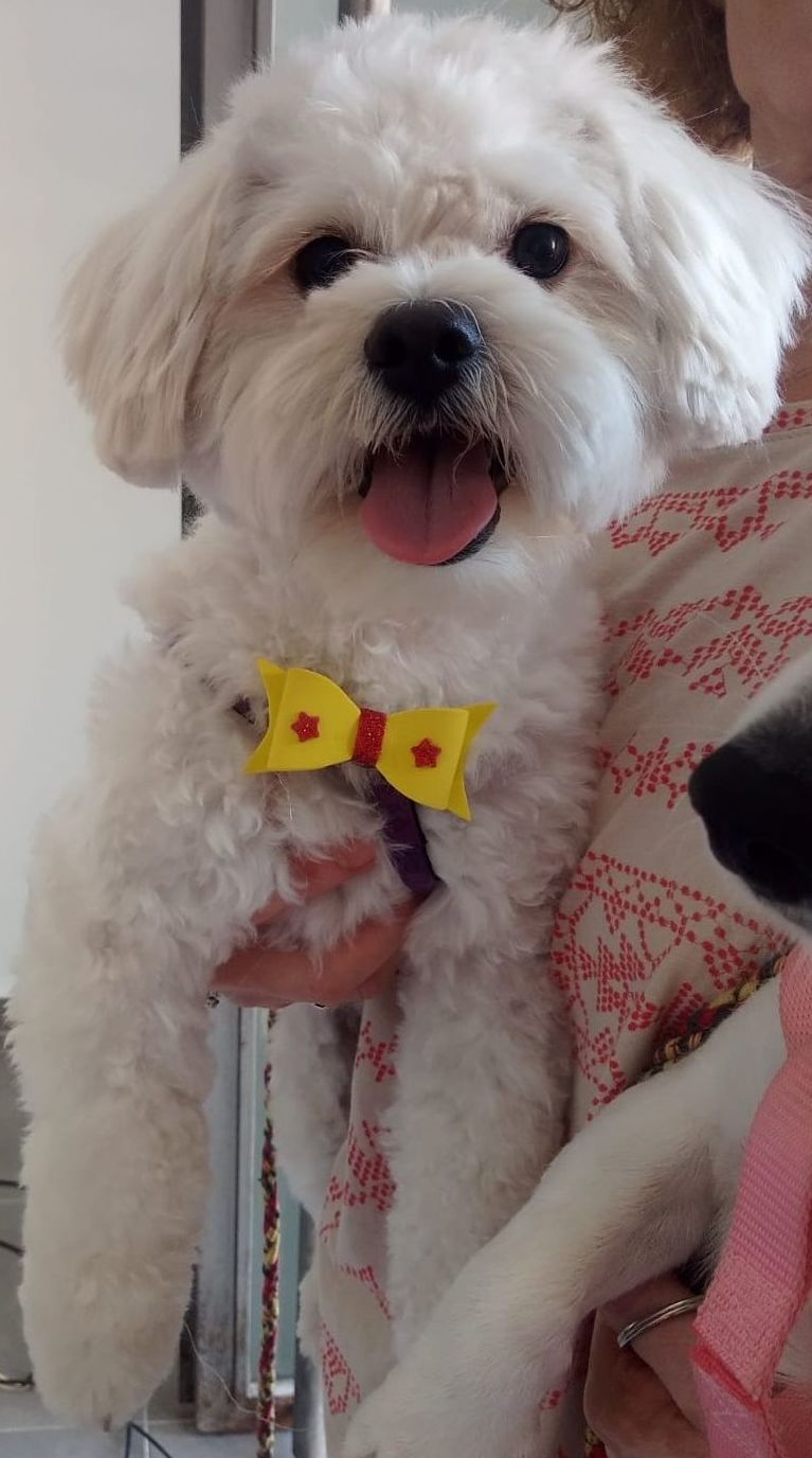 Estilismo y peluquería canina: Productos y servicios de Happy Mascotas Aguadulce Estilismo y peluquería canina: Productos y servicios de Happy Mascotas Aguadulce