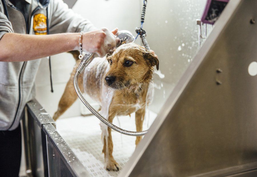 Peluquería felina y canina Peluquería felina y canina