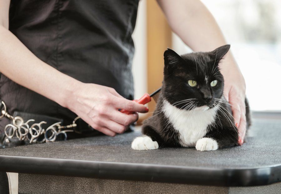Peluquería felina y canina Peluquería felina y canina