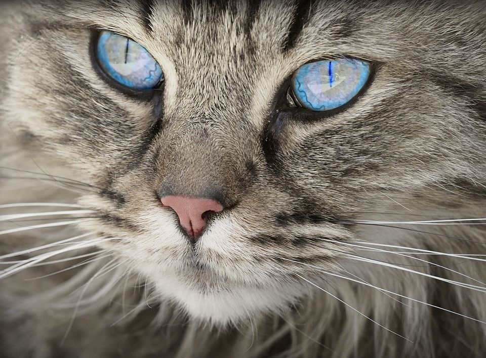 Especialidades: Servicios de Bremen Veterinària Especialidades: Servicios de Bremen Veterinària