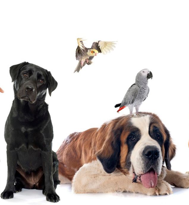 Adopciones: Servicios de Bremen Veterinària Adopciones: Servicios de Bremen Veterinària