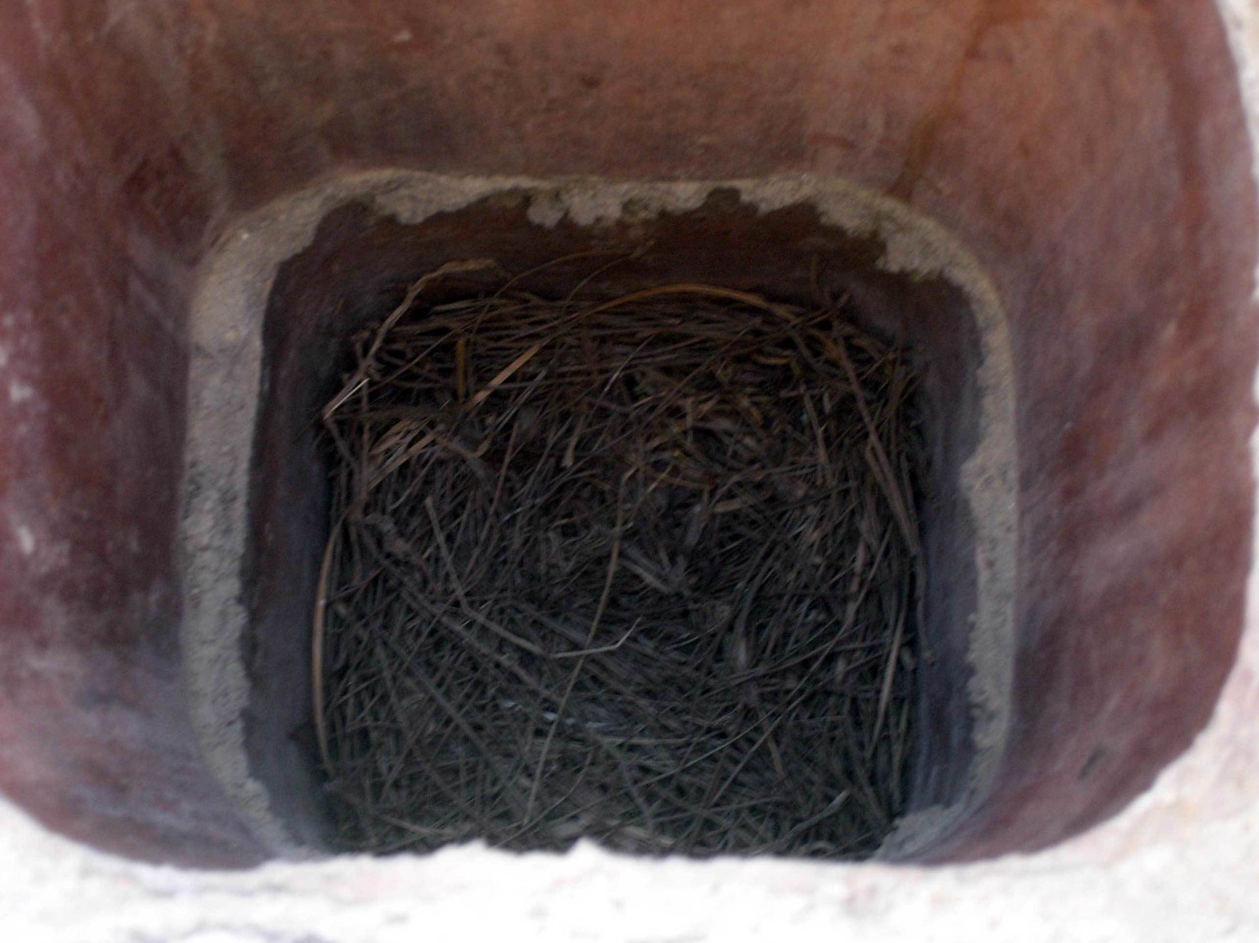 Visualización de nido.