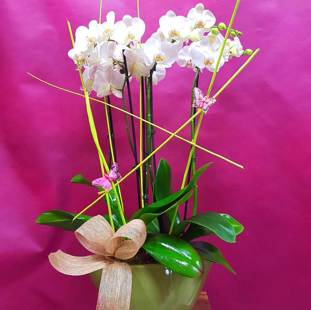 Orchids Orchids