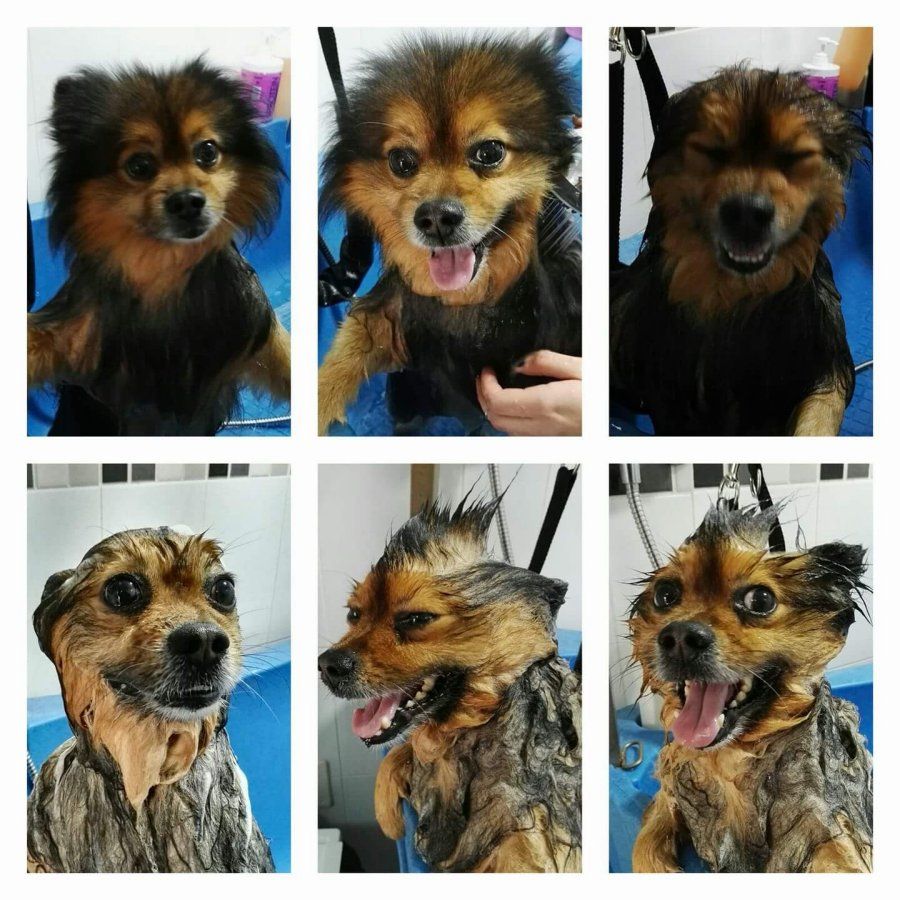 Peluquería Canina Peluquería Canina