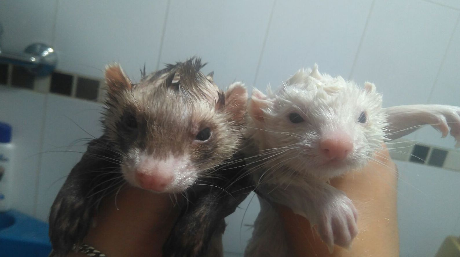 Peluquería Canina: Servicios de Orejotas Peluquería Canina: Servicios de Orejotas