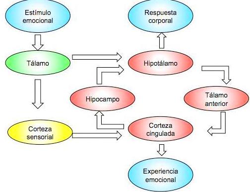 Circuitos de Conciencia Circuitos de Conciencia